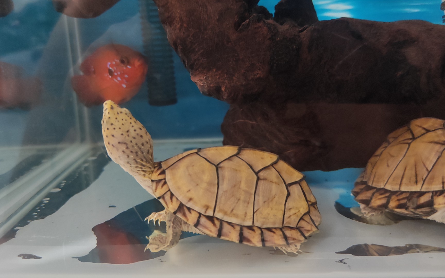 【剃刀龟】白刀 本公主的才艺可不是轻易展示的!