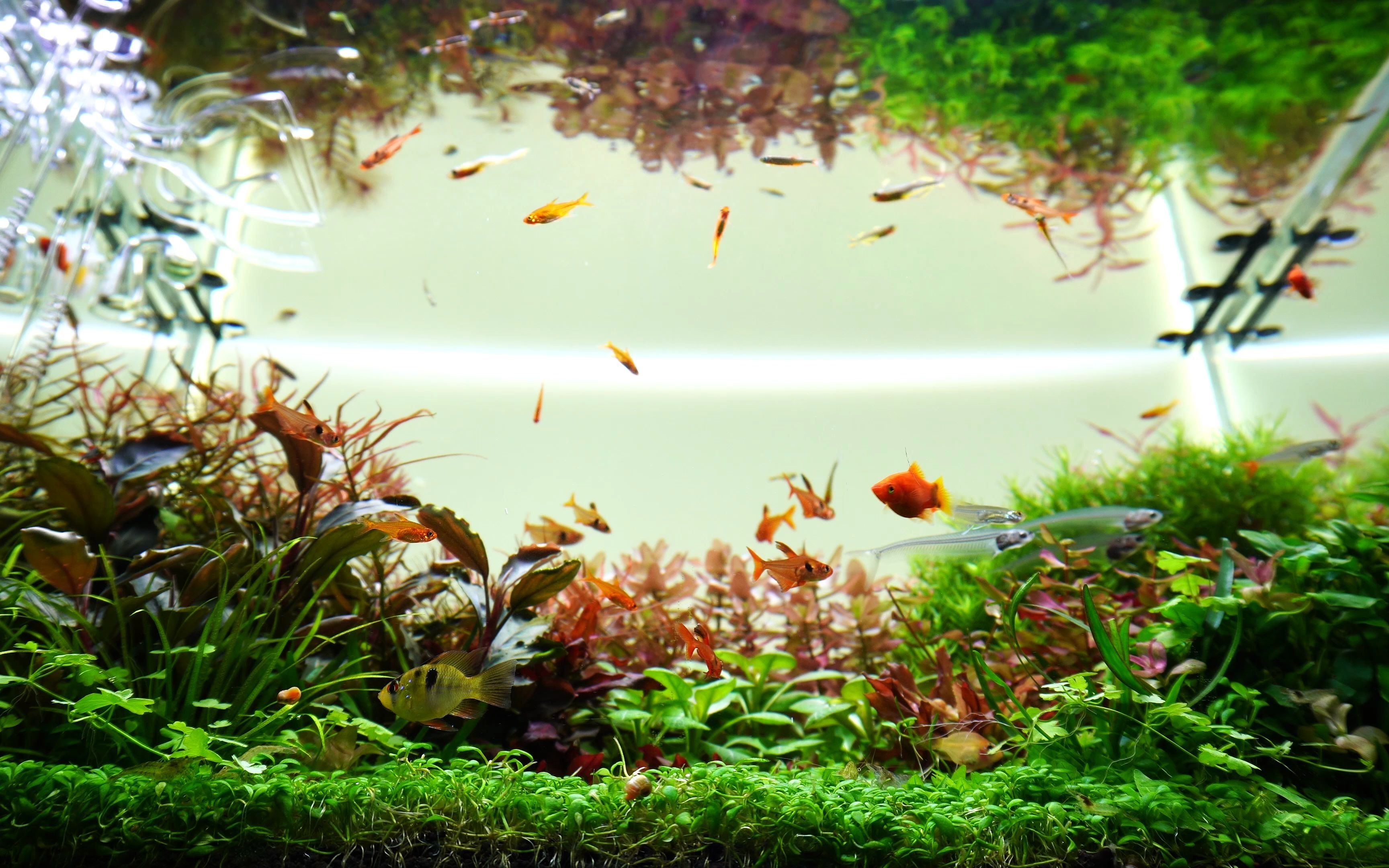 活动作品4k我的草缸那些可爱的鱼儿