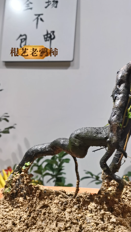 根艺老鸦柿,天王