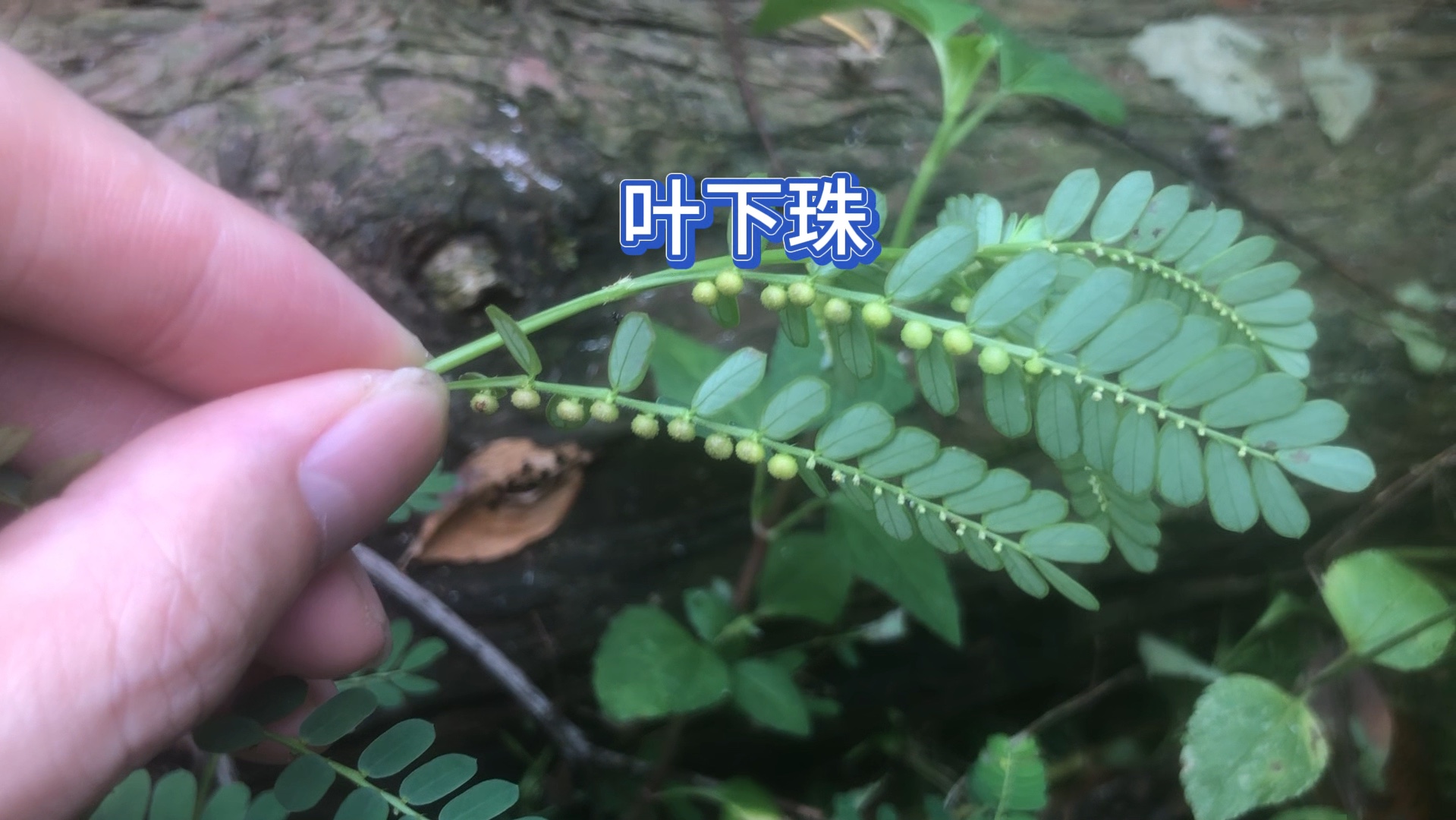 6种中草植物分享您认识几种?哔哩哔哩bilibili