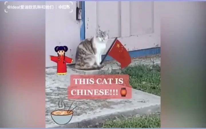 如何辨别猫的国籍哔哩哔哩bilibili