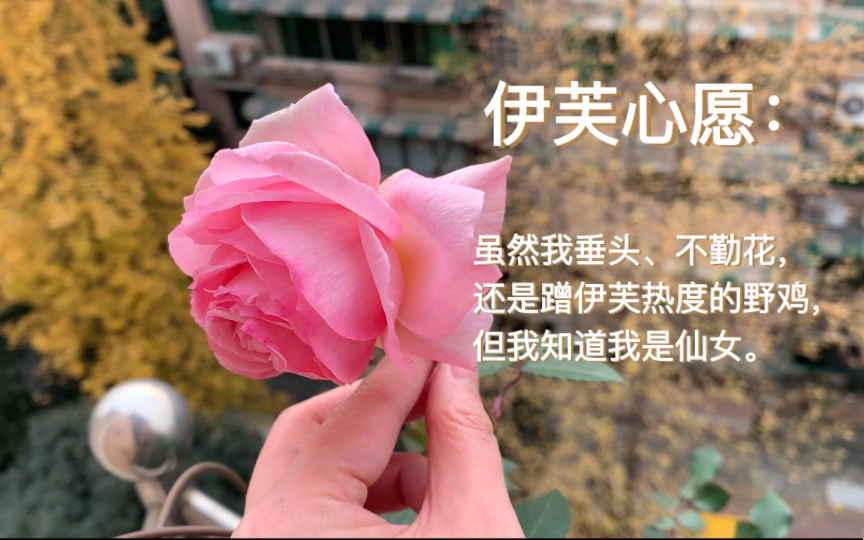 伊芙心愿:虽然我垂头不勤花但我还是仙女