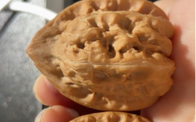 470153.7的赤龙鸡心走色漂亮骨质賊好139