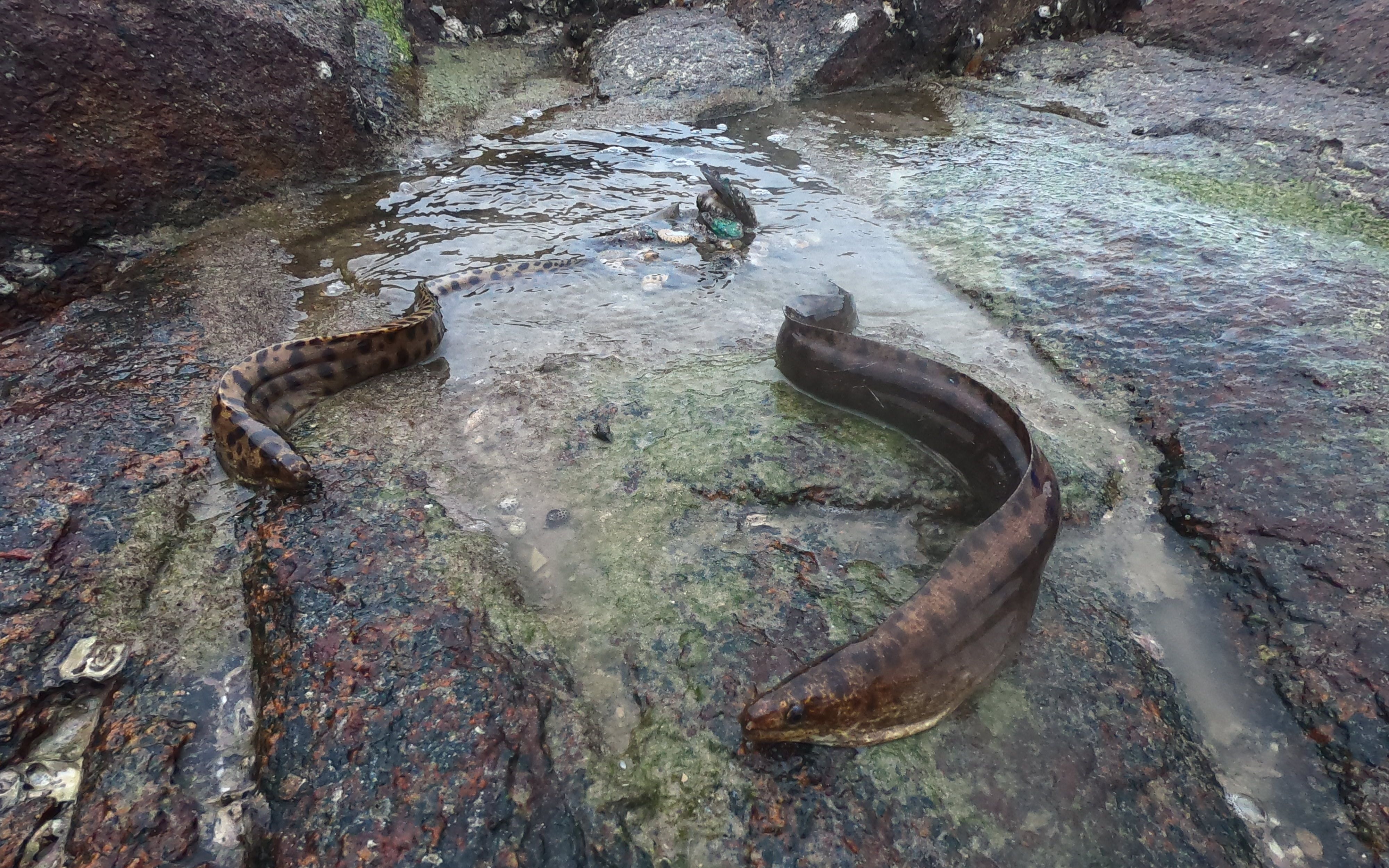 冷空气南下阿波穿棉衣赶海,礁石下看见海鳗两兄弟戏耍,花螺爆桶_哔哩