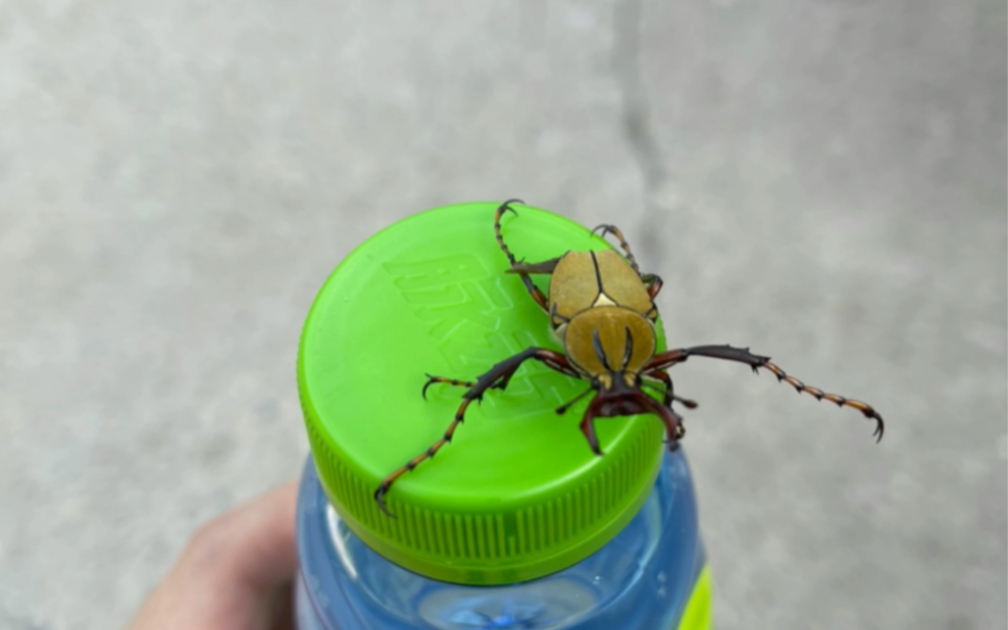 野外捉到的鹿角花金龟