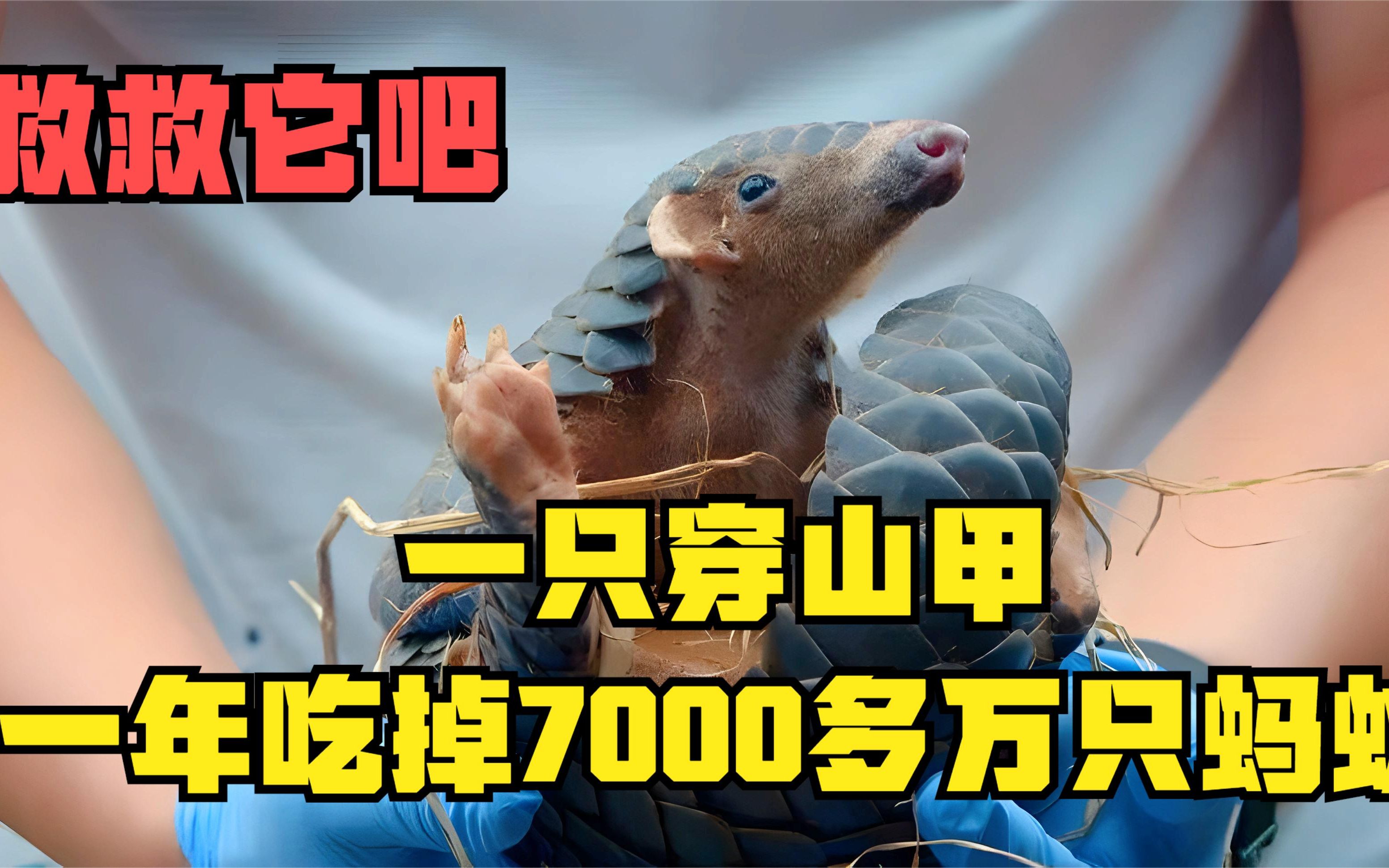 一只穿山甲,一年吃掉7000多万只蚂蚁,但是人类却把它