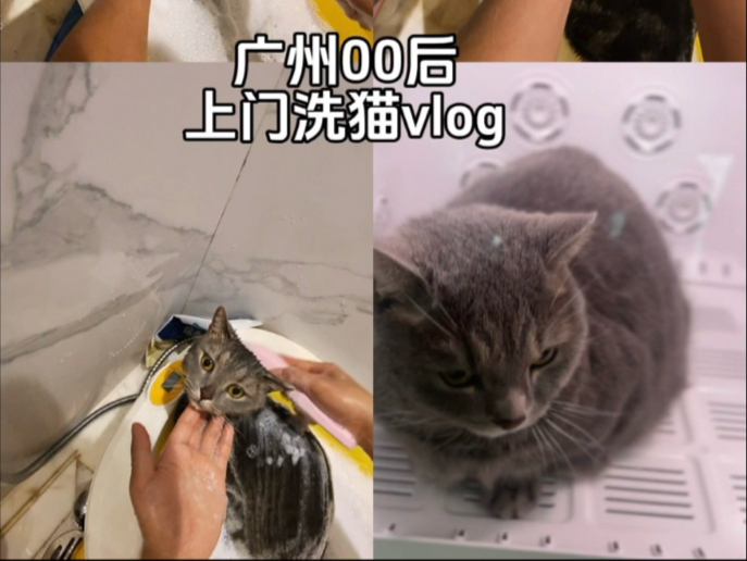 广州上门洗猫哔哩哔哩bilibili