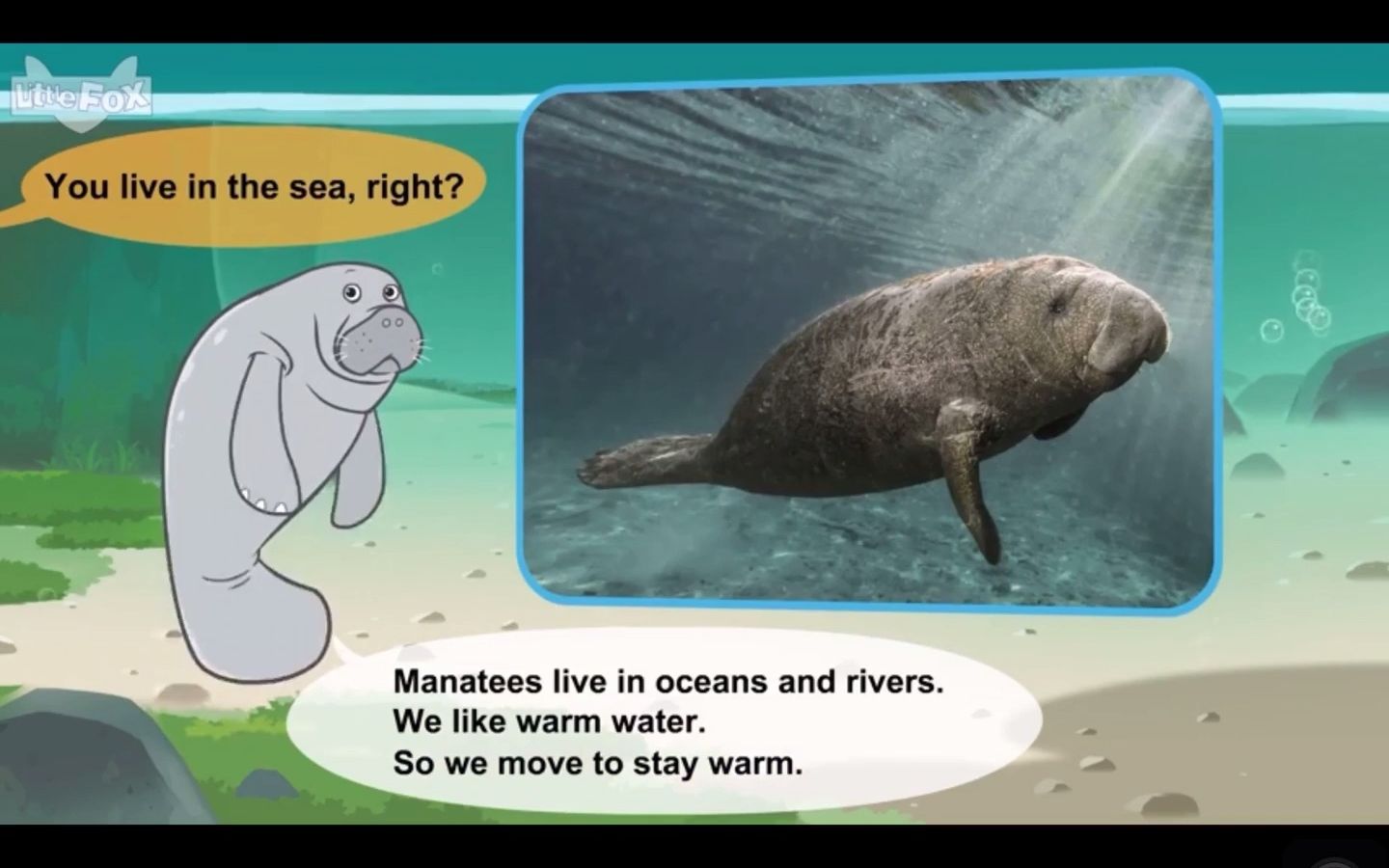 认识动物:海牛 Meet the Animals Manatee哔哩哔哩bilibili