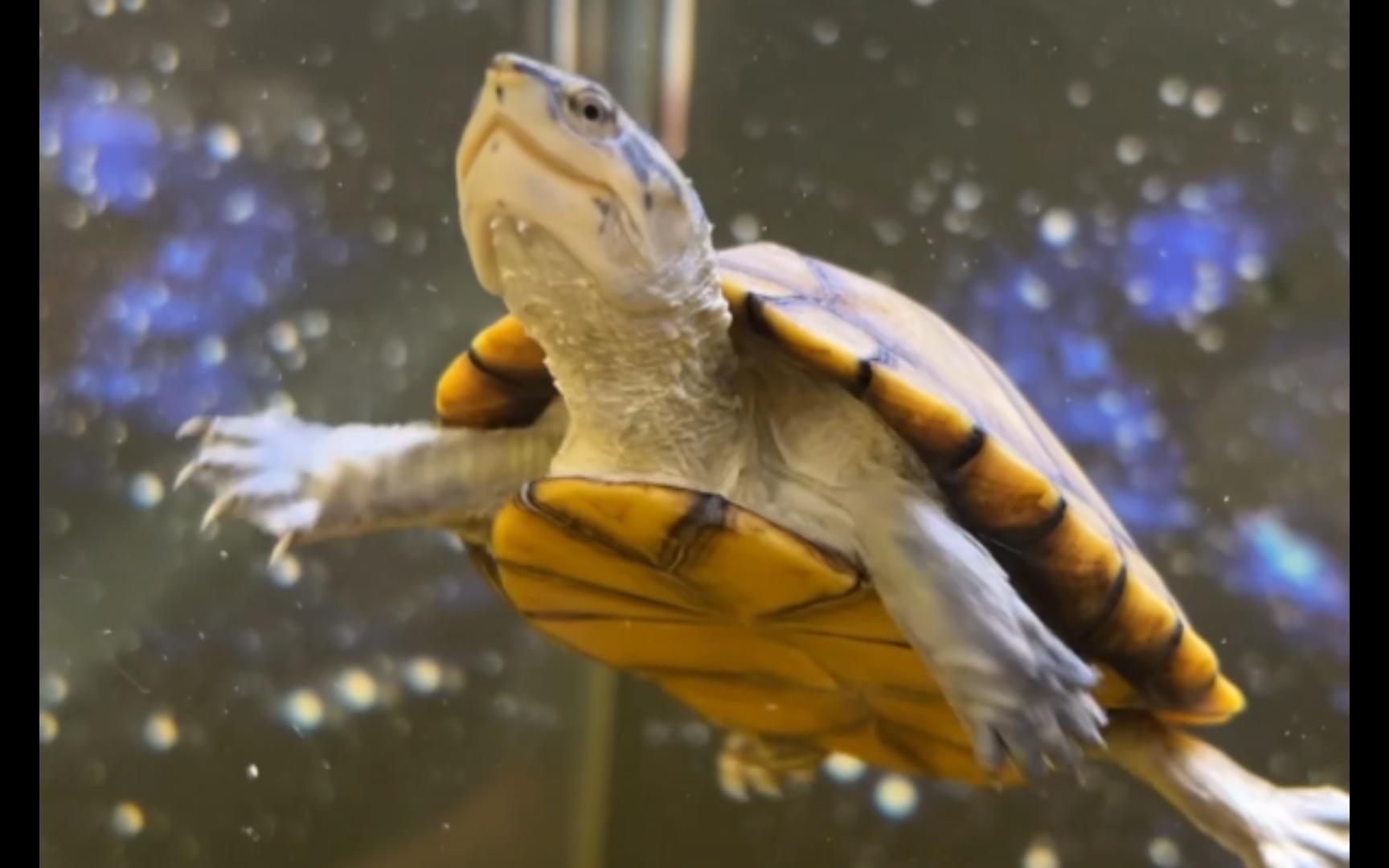 60缸(运行2个多月)主角——墨西哥泥龟