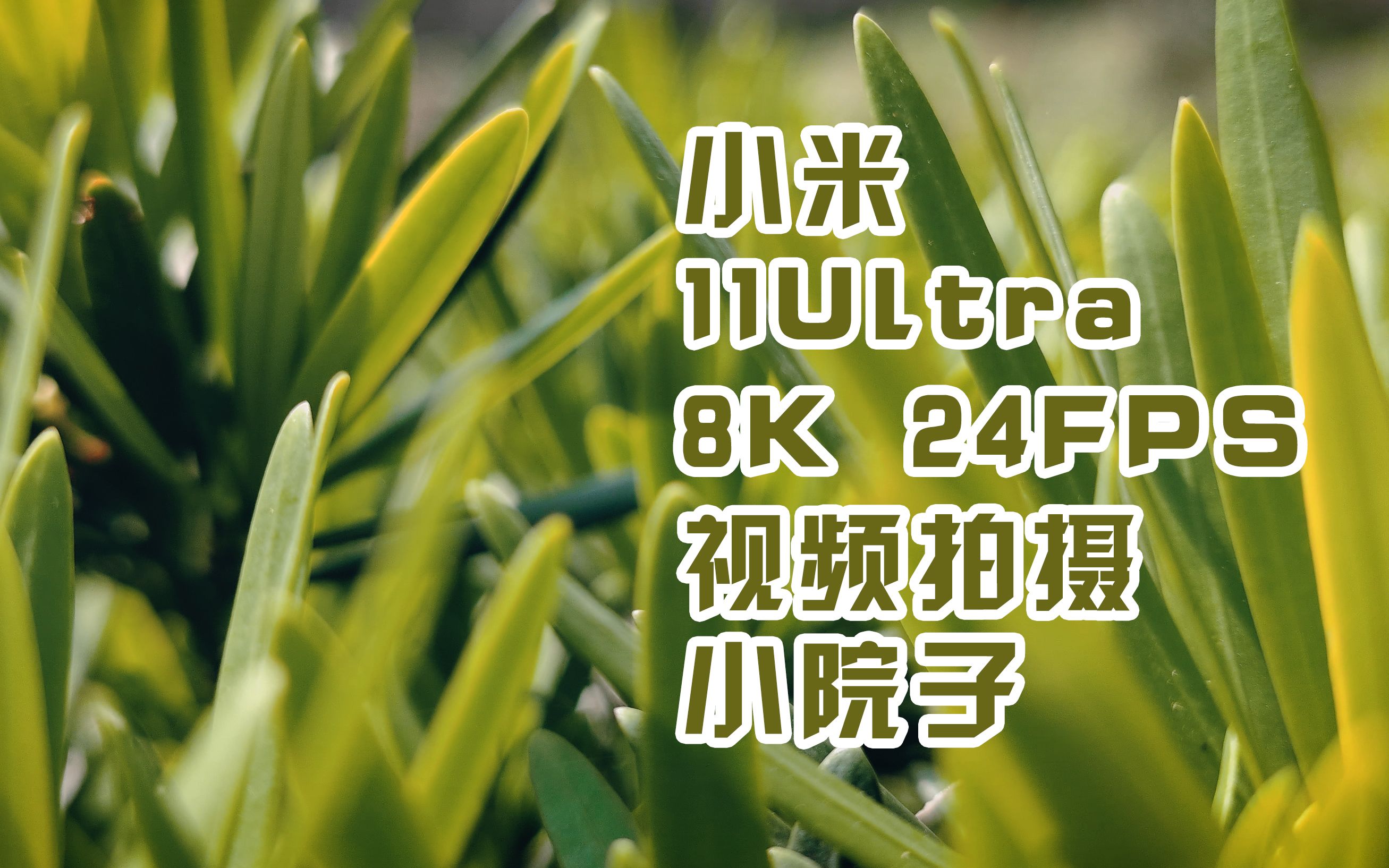 <小米11Ultra 8K视频拍摄>小院子的早上,风和日丽哔哩哔哩bilibili