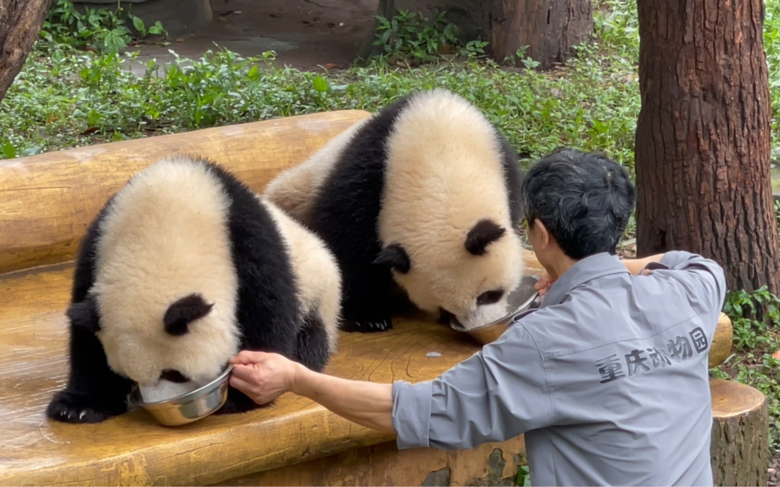 渝可渝爱喝盆盆奶吃苹果果～ 真可爱超级可爱～ 重庆动物园 大熊猫