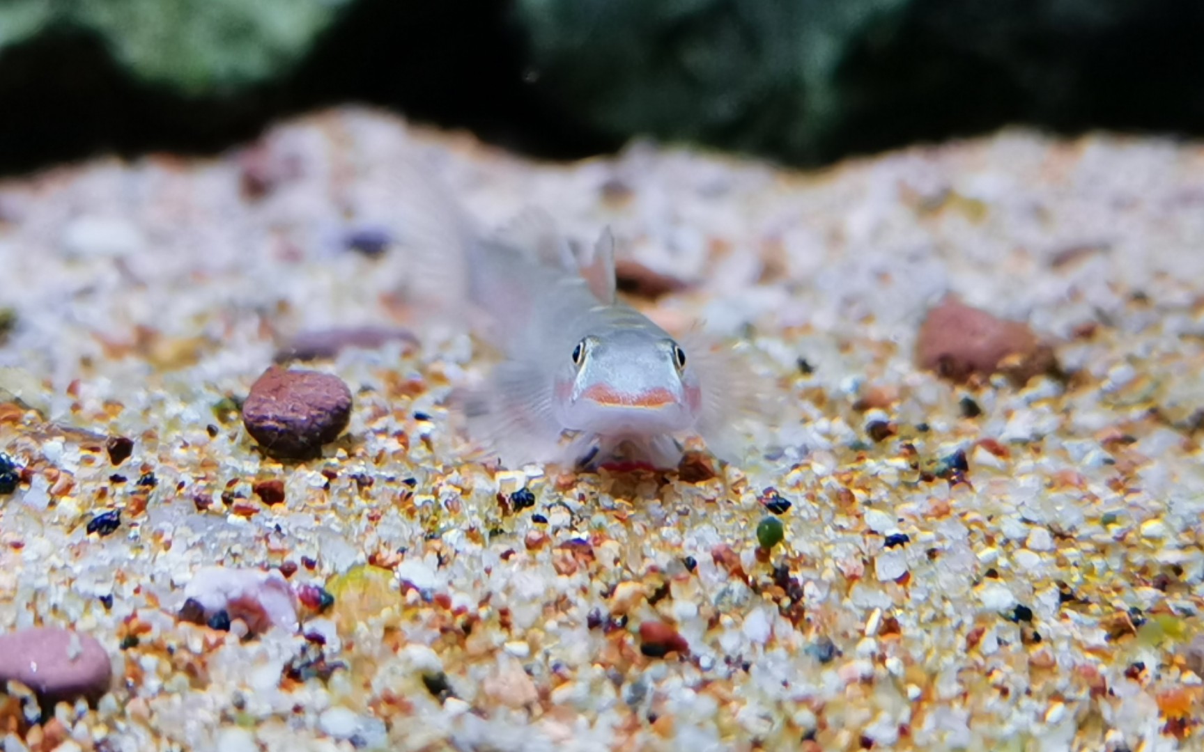 【蓝肚韧虾虎】一边蹦蹦跳跳一边口吐芬芳的小可爱～_哔哩哔哩_bili