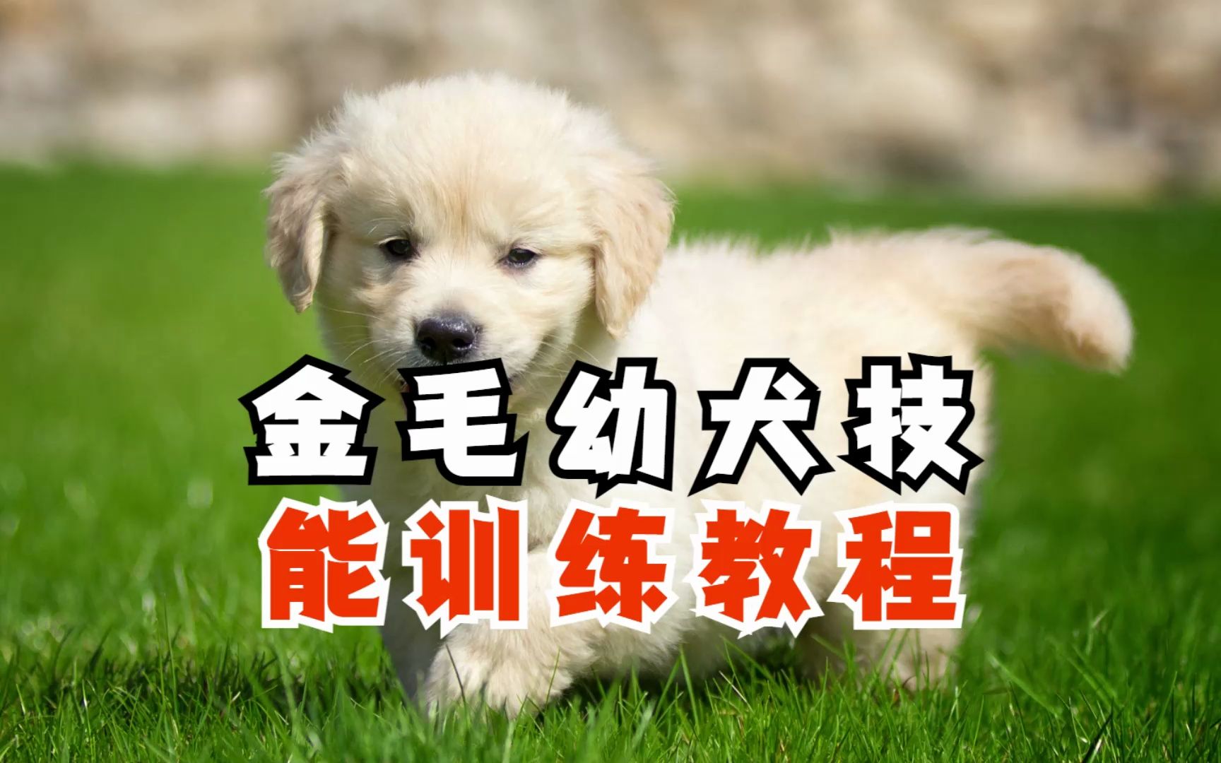 金毛幼犬怎么训练?每天5分钟,教出乖小狗哔哩哔哩bilibili