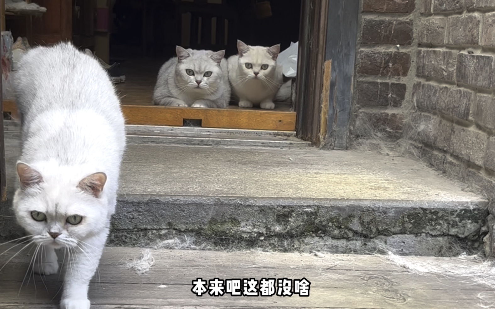 [图]所以这一波是我的猫赢了，还是鸟赢了