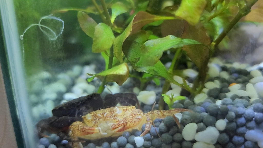 鱼缸里的螃蟹蜕壳了,第一次看到