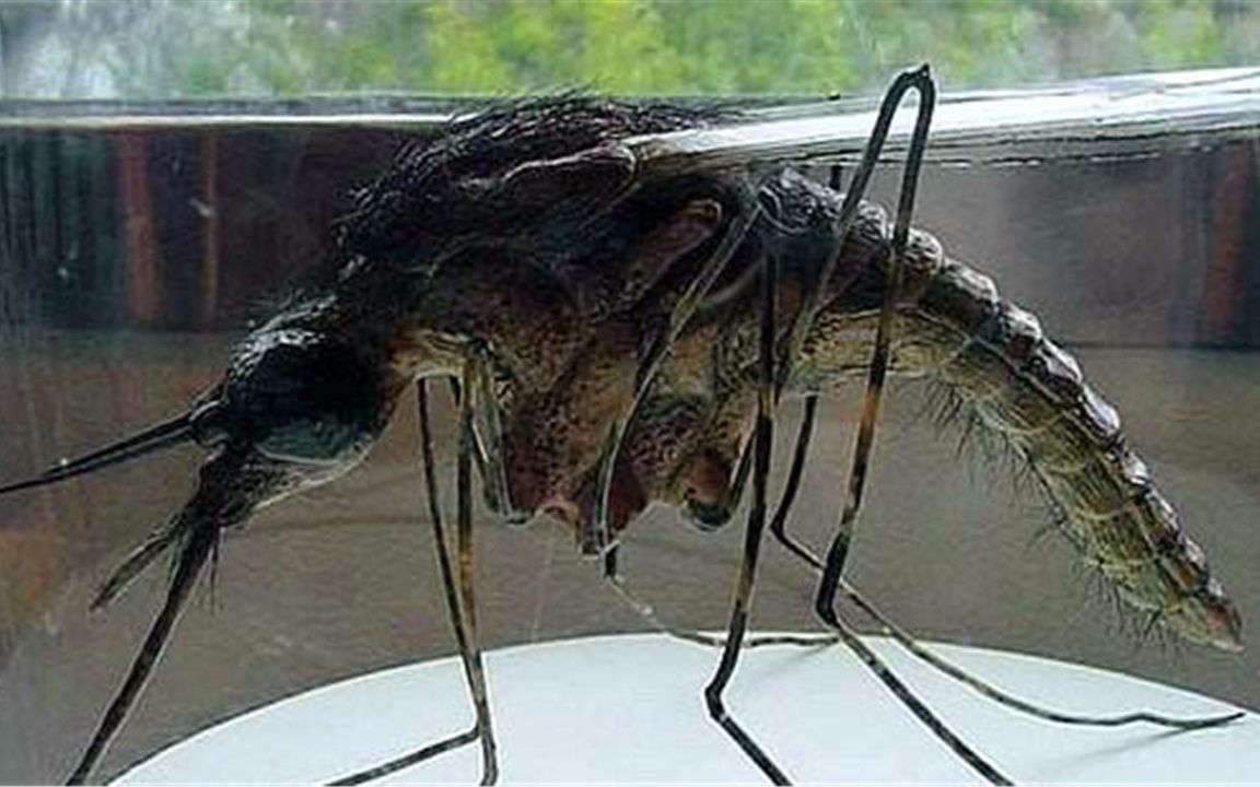 世界最大蚊子长40厘米不吸血靠吃小蚊子生存