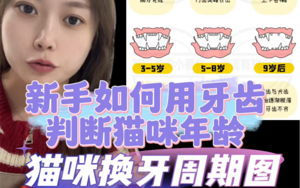 新手如何用牙齿 判断小猫的年龄哔哩哔哩bilibili