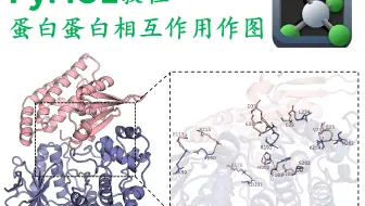 pymol绘图教程-蛋白蛋白相互作用分析