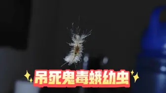 家里突然出现个吊死鬼怎么办（毒蛾幼虫）