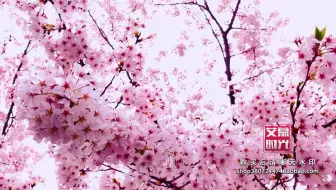 AM05104 唯美浪漫樱花唯美樱花飘落 高端婚礼粉色花海花瓣 实拍 LED大屏幕视频背景素材