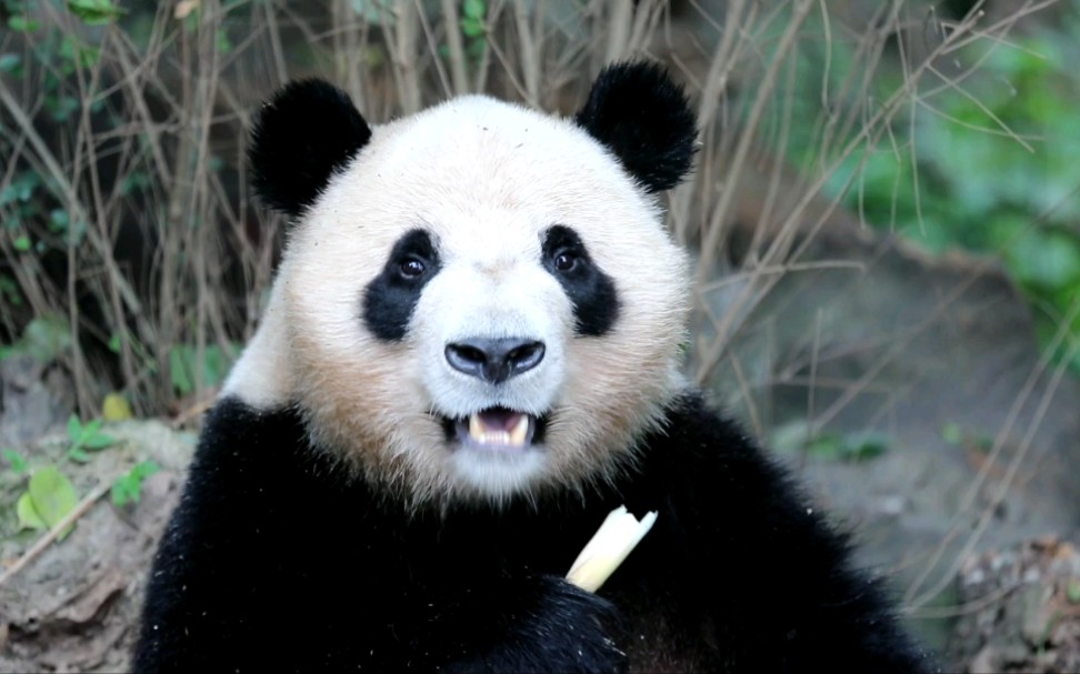 【大熊猫福顺】边吃播边听游客说话的八卦小熊