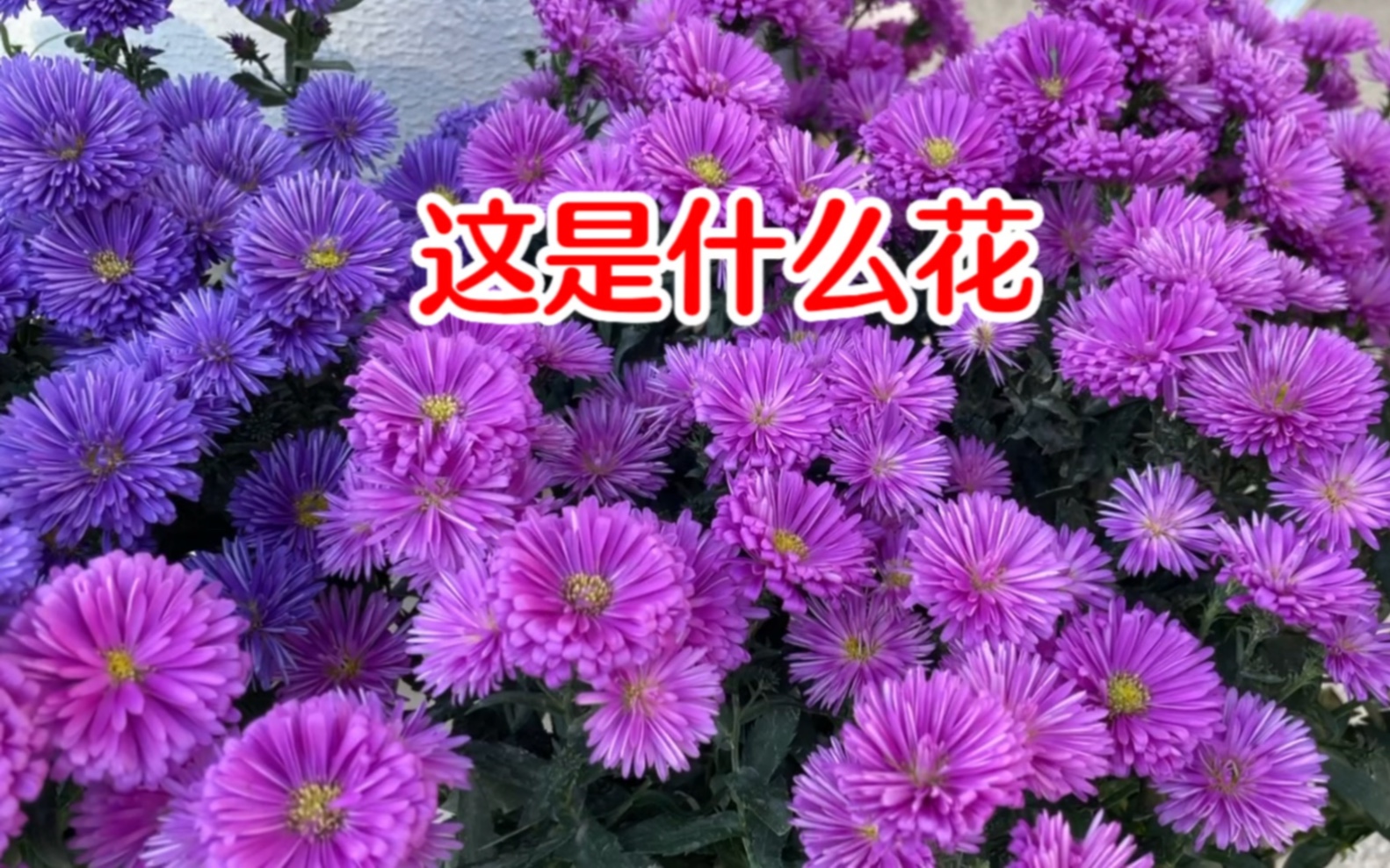 [图]花市卖花的说这叫“勿忘我”，格格妈觉得不是