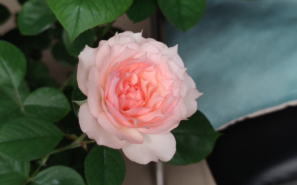 莫妮卡戴维月季