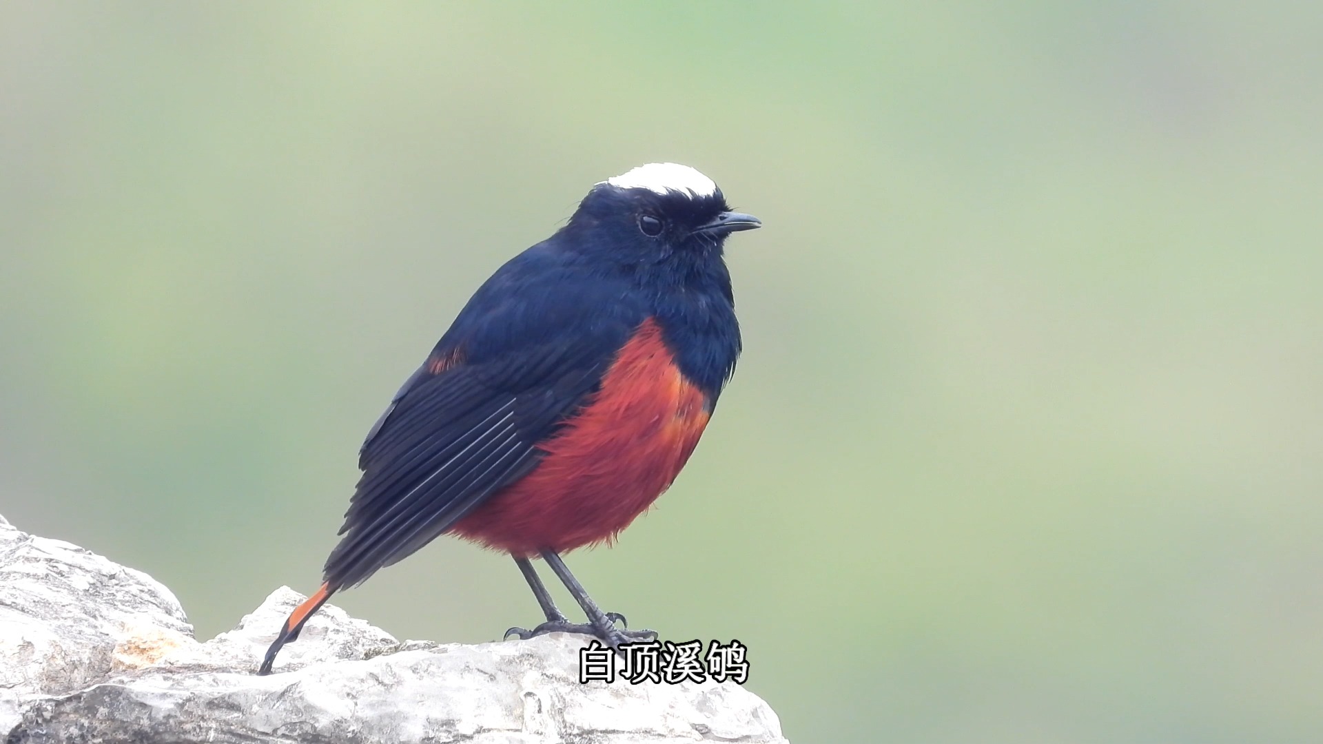 漂亮的红色小鸟白顶溪鸲