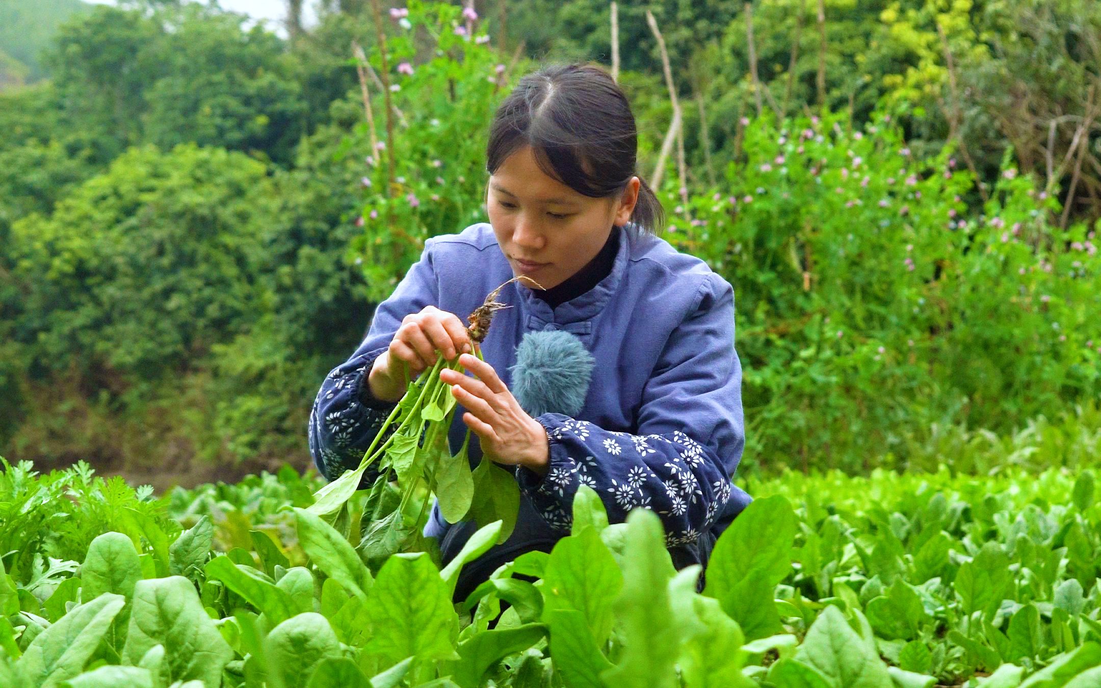 爆炒米虫,你吃过这道菜吗,一道即将失传的农村美食,葡萄超喜欢哔哩哔哩bilibili