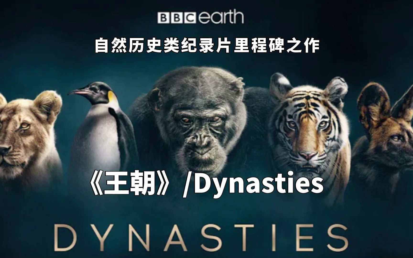 [图]孩子必看的纪录片！BBC Earth自然纪录片里程碑之作《王朝/Dynasties》,每一帧都绝美震撼