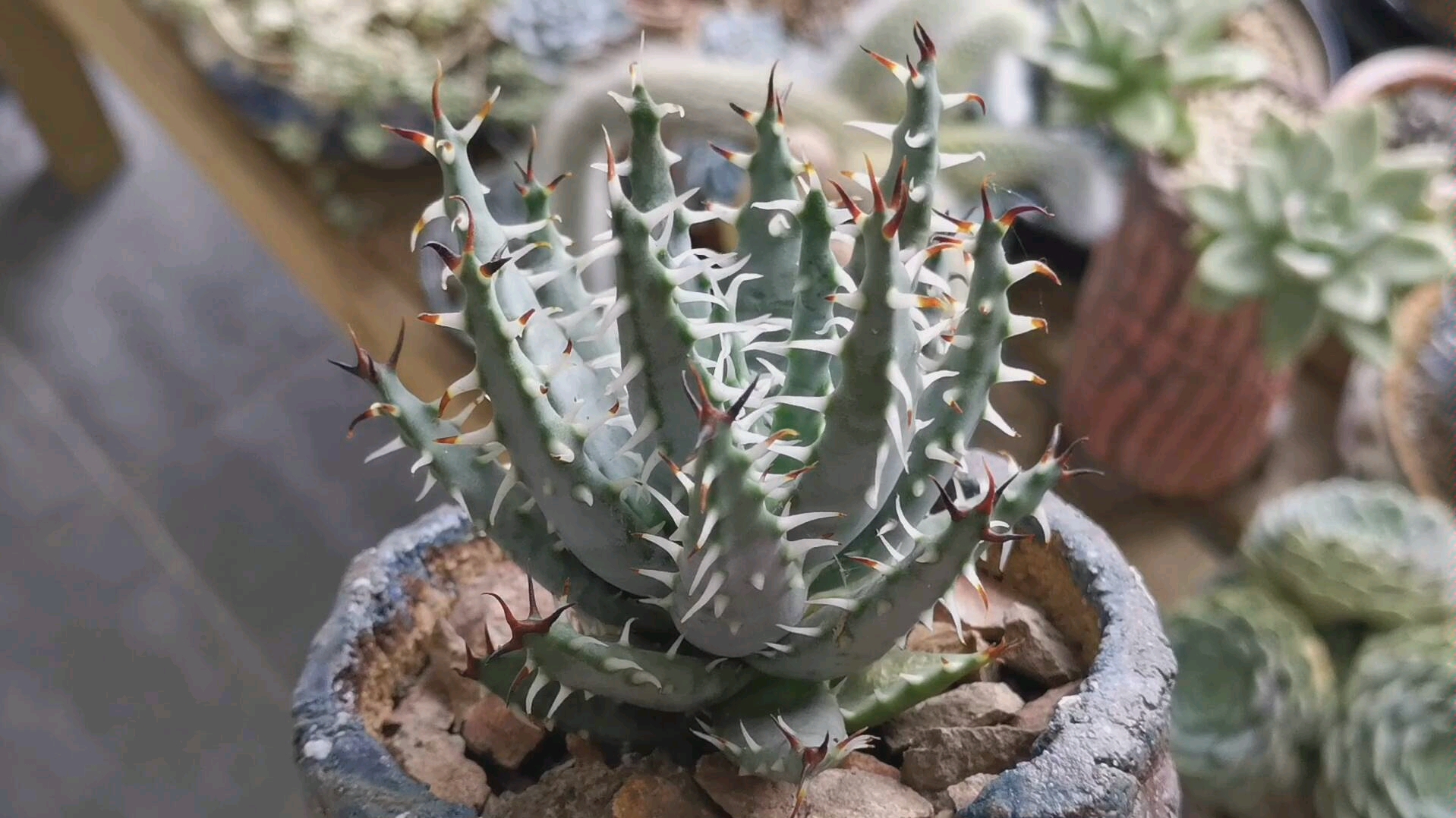 黑魔殿芦荟aloemelanacanthavarerinacea