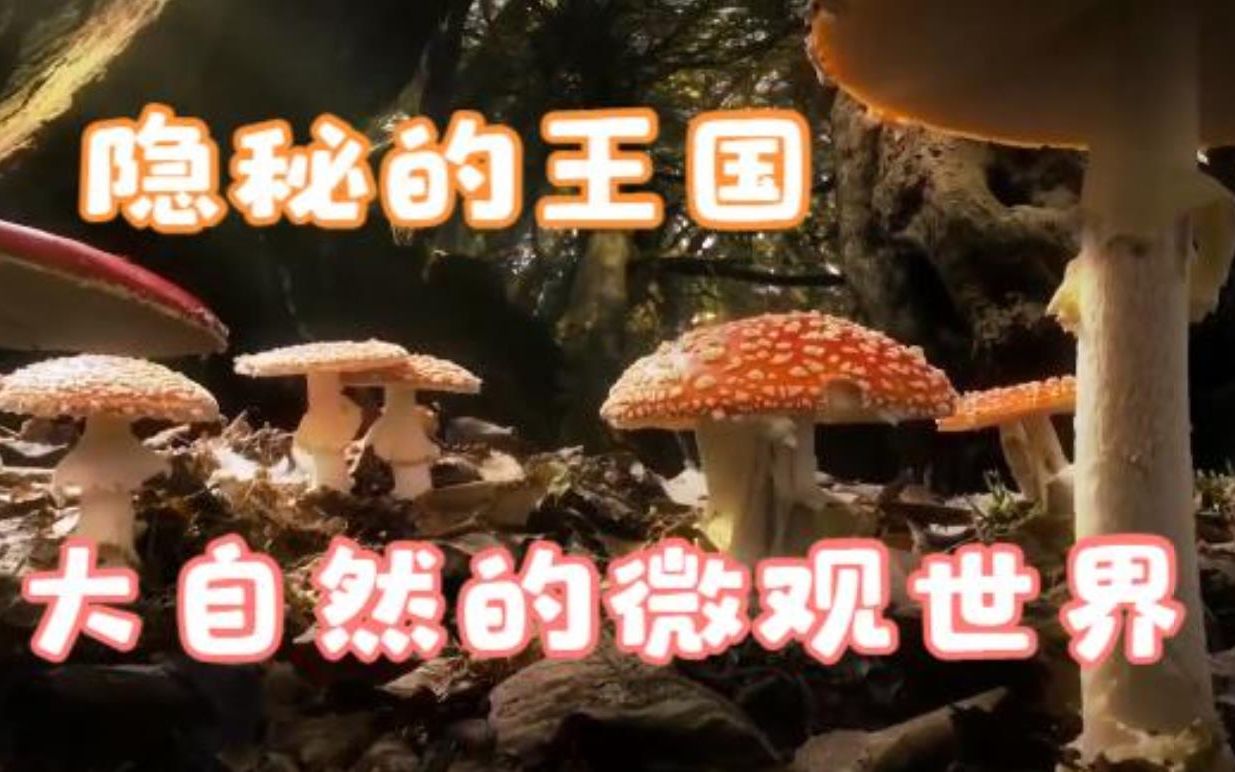 [图]你没看过系列！《隐秘的王国》隐秘的小世界里探索生命的奥秘与价值