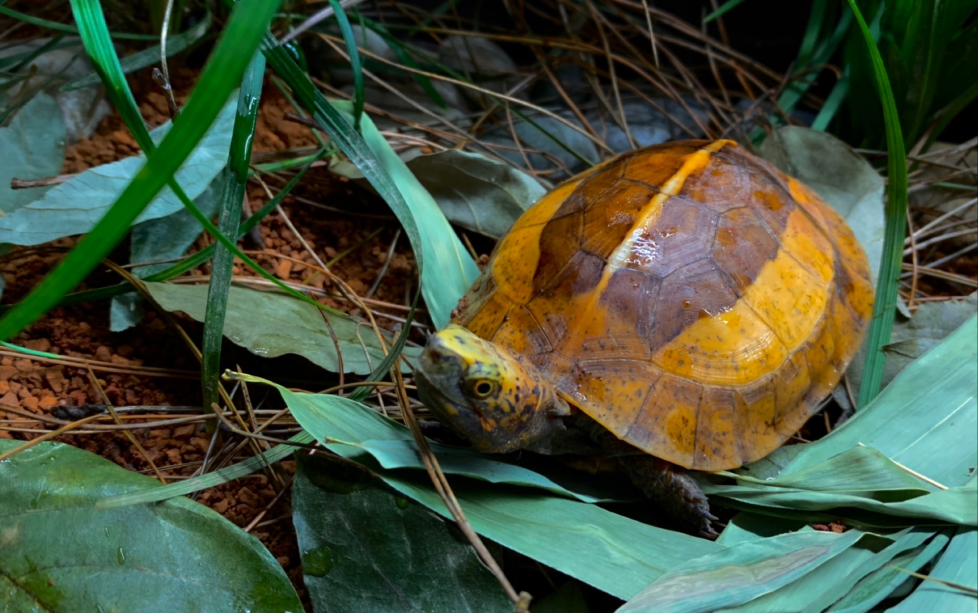 一只黄额龟的日常
