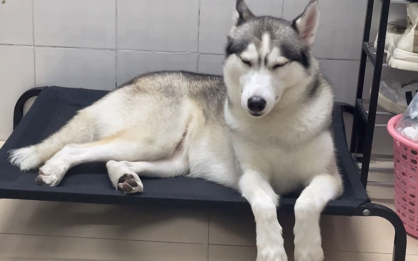 一本正经的打瞌睡#哈士奇