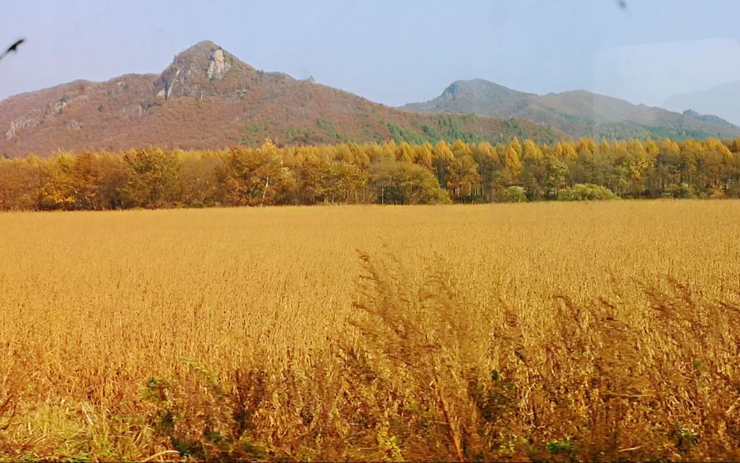 实拍黑龙江小兴安岭沿途美景,满山遍野金黄,比油画还美100倍哔哩哔哩bilibili