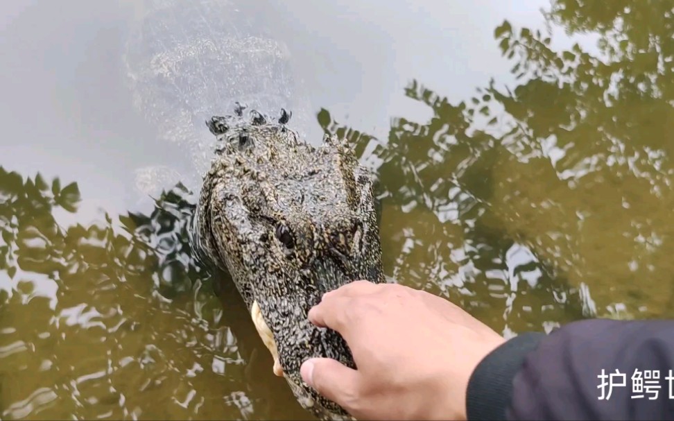 [图]还是母张龙最温柔 ——野生扬子鳄张龙守护者 护鳄世家