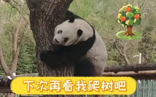 Video herunterladen: 萌二很少可以看到它上树，我记忆中就没看到过，因为它上树非常快，只看到过已经在树上和下树，这次又又又错过了，据说只是上树撒了一泡尿【大熊猫萌二】20230331