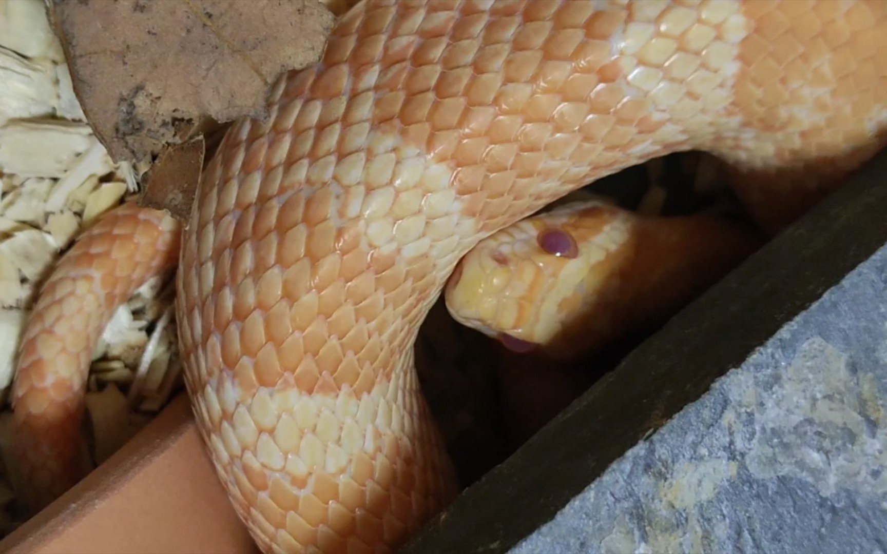 【玉米蛇】第一眼看到就觉得颜色不对劲,仔细一看果然是蒙眼了