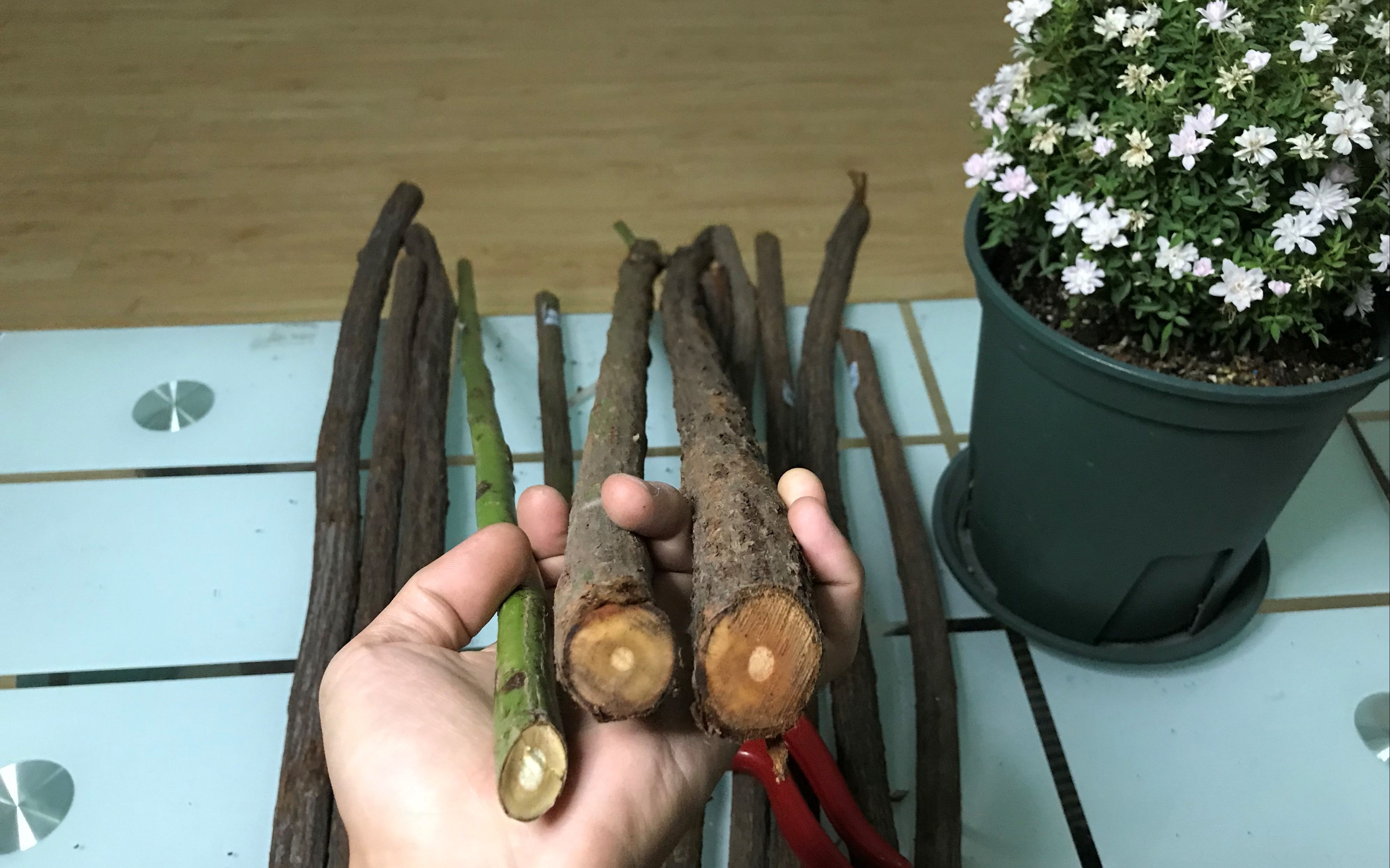 3cm以上的蔷薇杆,是嫁接树月季的好材料