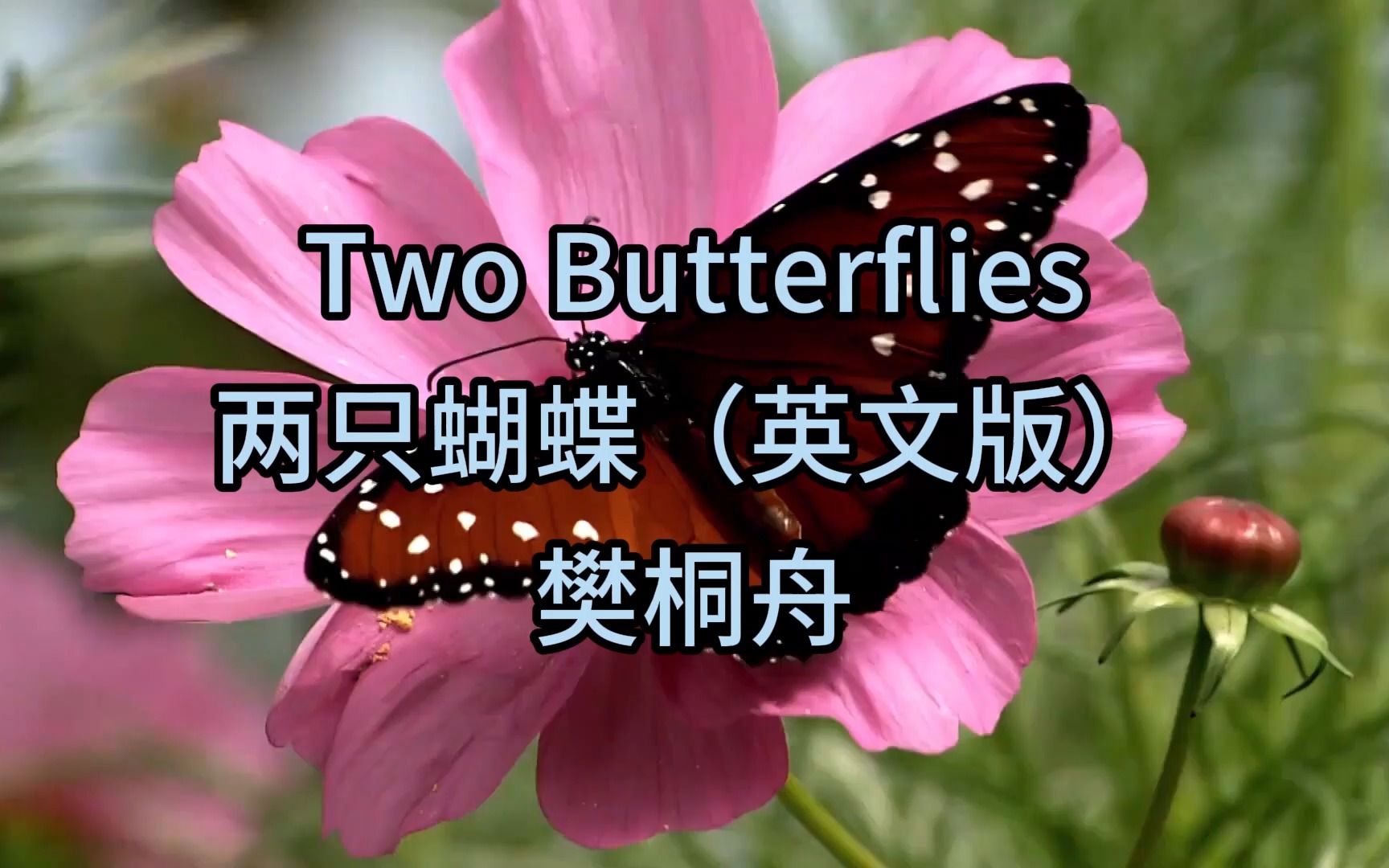 两只蝴蝶 Two butterfly 樊桐舟 宁静舒心 耳朵都醉了 不同的韵味,值得你单曲循环!哔哩哔哩bilibili