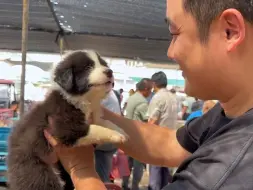 Скачать видео: 为什么新手小白不建议去狗市淘狗？这就是原因！