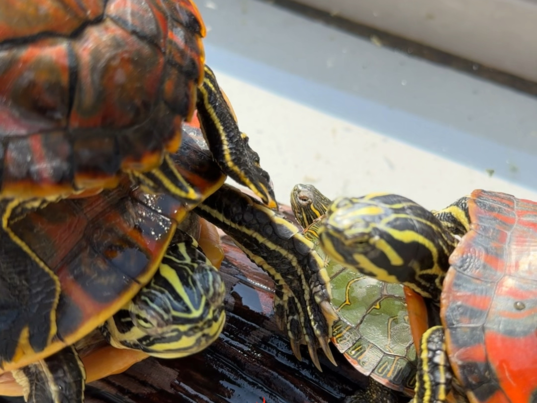 乌龟的晒背日常