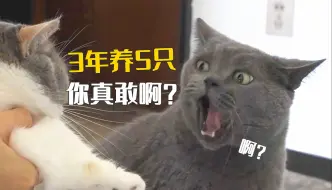 Video herunterladen: 猫真的会越养越多，越养越多！