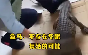 下载视频: 买的鳄鱼一菜刀下去砍活了？盒马回应