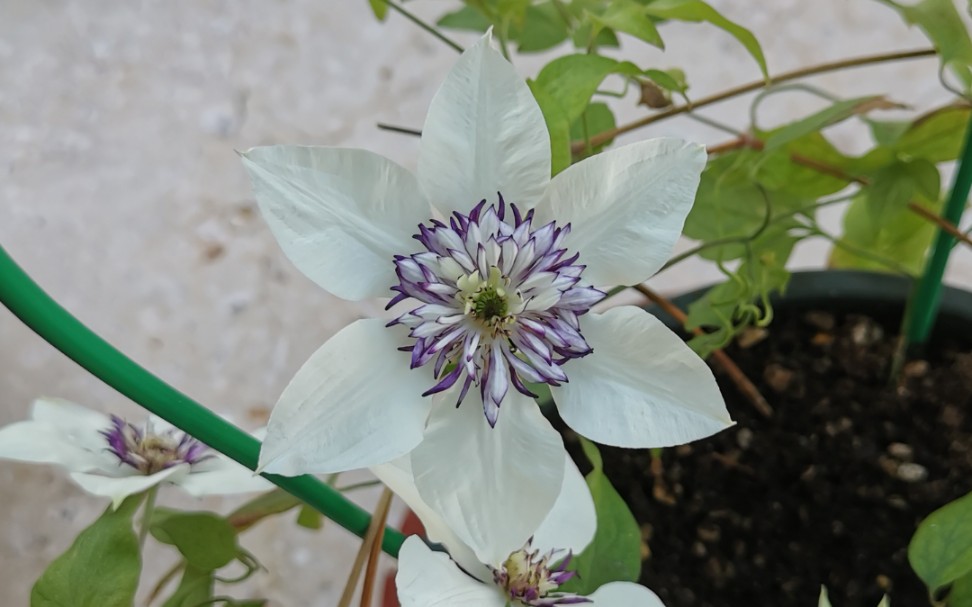 铁线莲老幻紫最后的几朵花.