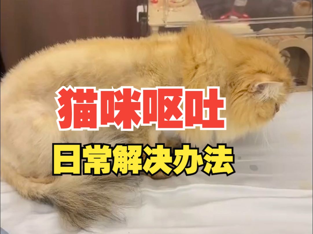 猫咪呕吐常见解决办法哔哩哔哩bilibili