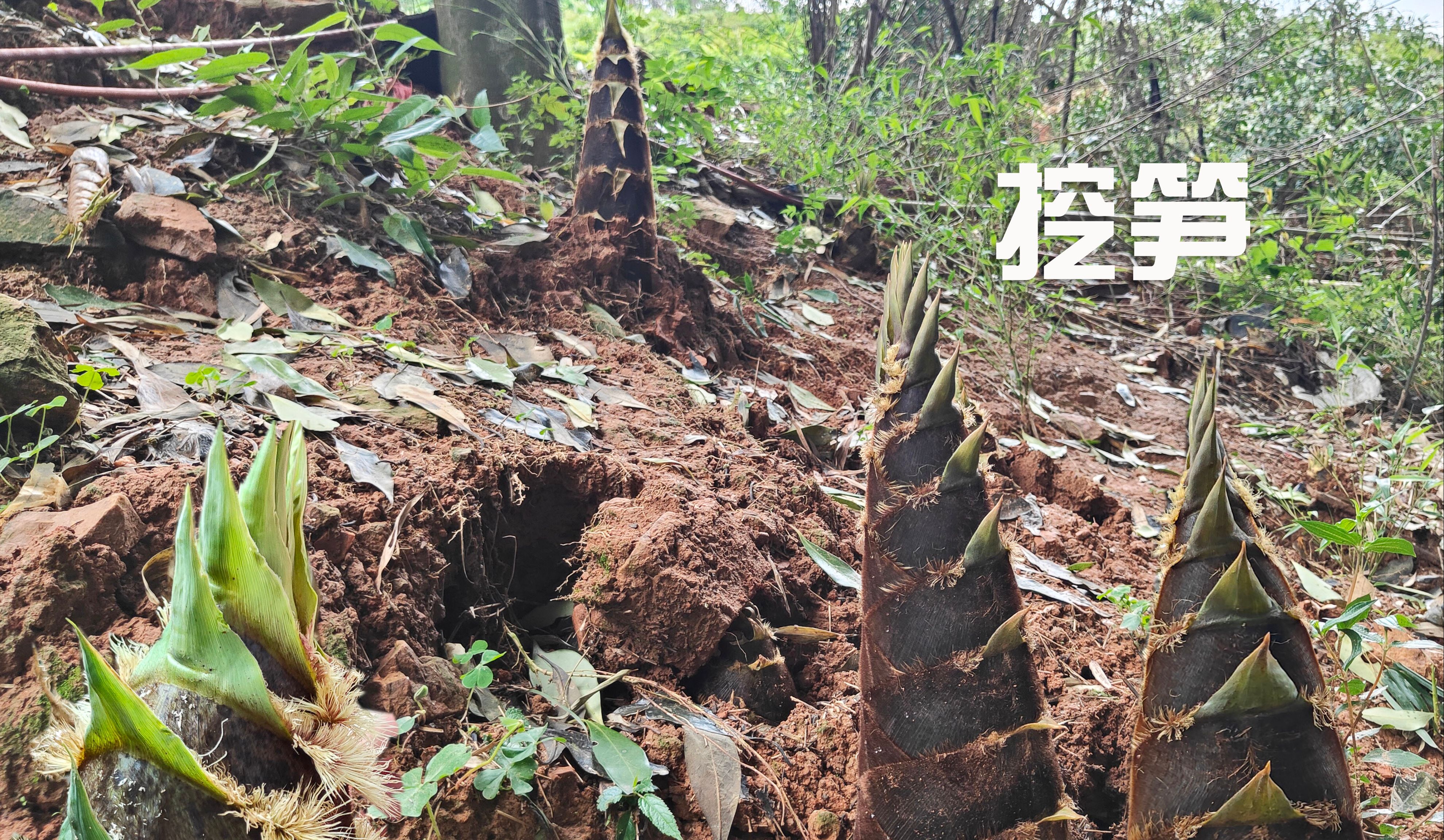 暴雨过后,到果园干农活,竟挖春笋300多斤,又肥又嫩高兴坏了哔哩哔哩bilibili