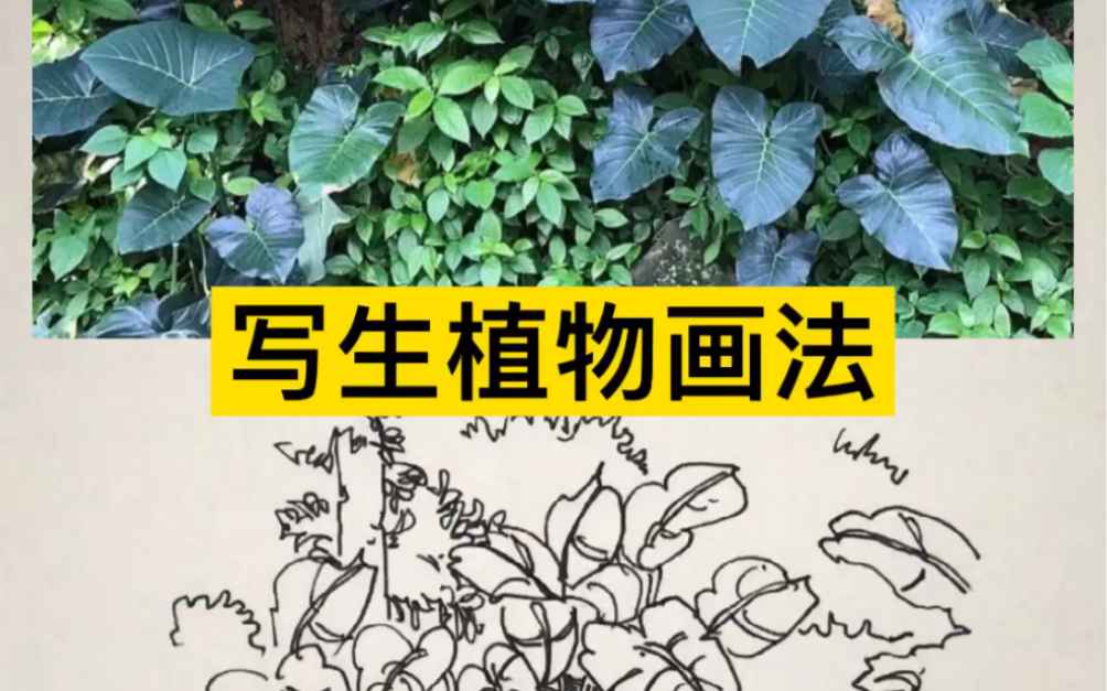 植物写生创作哔哩哔哩bilibili