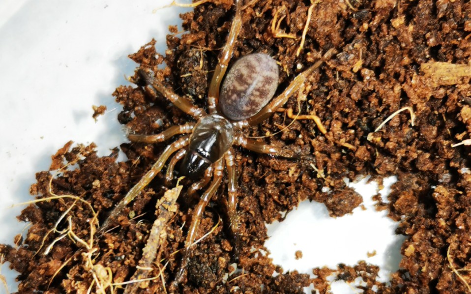 云南产bemmeridae科橙腿原蛛的几次捕食