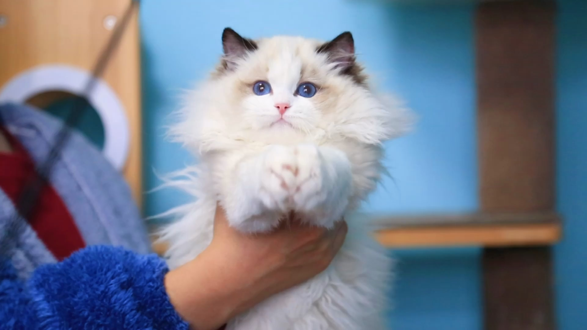 仙女布偶猫0269♀15找一个仙女妈妈[星